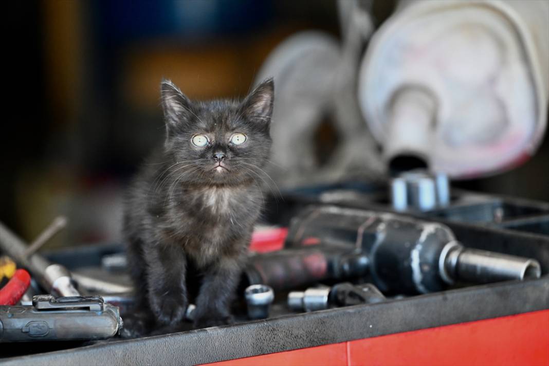 Tamirhanenin yeni Çırak'ı görenlerin yüzünü güldürüyor 9